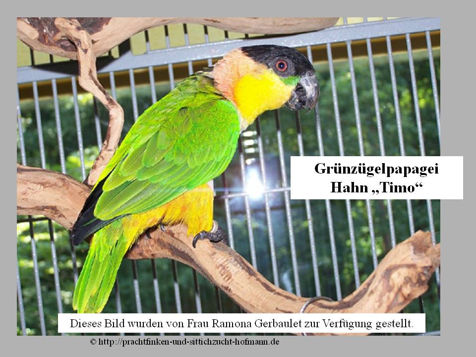 Grünzügelpapagei, Weissbauchpapagei, Pionites melanocephala, Black